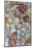 Collection of Seashells from Sanibel Island in Florida, USA-Chuck Haney-Mounted Photographic Print