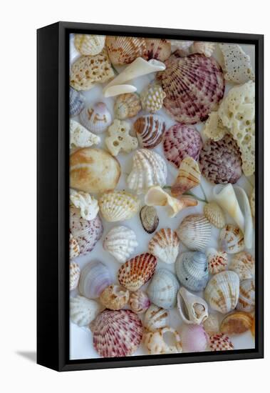 Collection of Seashells from Sanibel Island in Florida, USA-Chuck Haney-Framed Premier Image Canvas