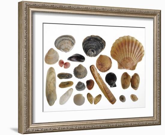 Collection of Shells from the North Sea-Philippe Clement-Framed Photographic Print