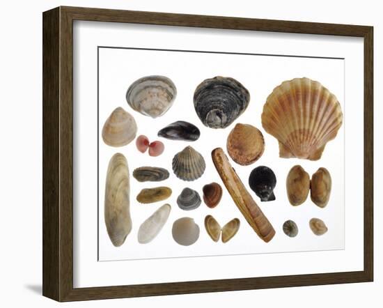 Collection of Shells from the North Sea-Philippe Clement-Framed Photographic Print