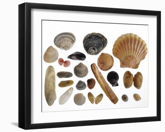 Collection of Shells from the North Sea-Philippe Clement-Framed Photographic Print