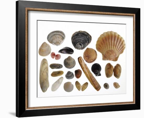 Collection of Shells from the North Sea-Philippe Clement-Framed Photographic Print