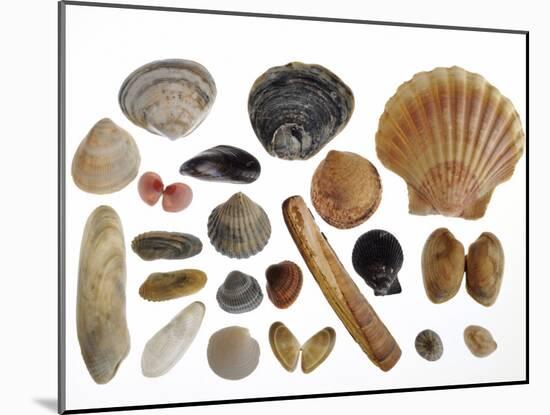 Collection of Shells from the North Sea-Philippe Clement-Mounted Photographic Print