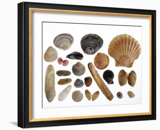 Collection of Shells from the North Sea-Philippe Clement-Framed Photographic Print