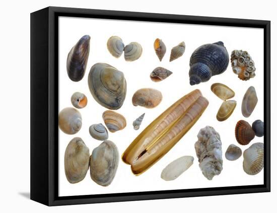 Collection of Shells-Philippe Clement-Framed Premier Image Canvas