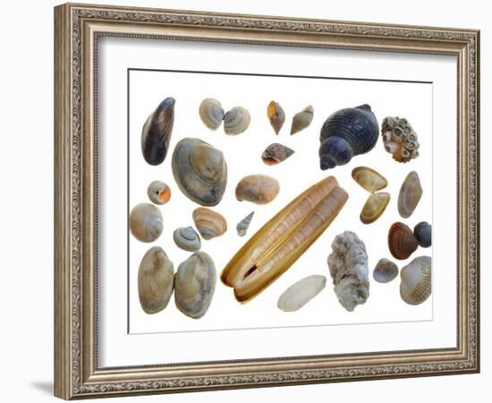 Collection of Shells-Philippe Clement-Framed Photographic Print