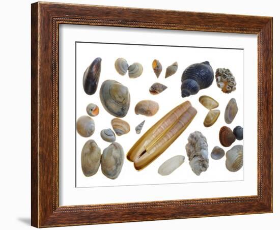 Collection of Shells-Philippe Clement-Framed Photographic Print