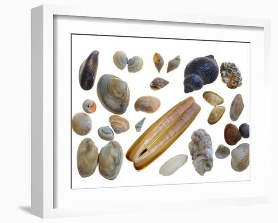 Collection of Shells-Philippe Clement-Framed Photographic Print