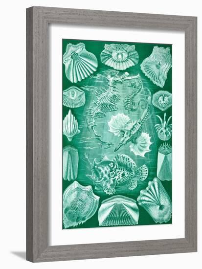 Collection of Teleostei from 'Kunstformen Der Natur', 1899-Ernst Haeckel-Framed Giclee Print