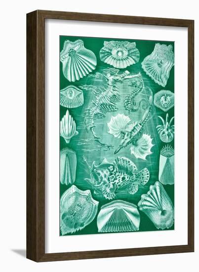 Collection of Teleostei from 'Kunstformen Der Natur', 1899-Ernst Haeckel-Framed Giclee Print