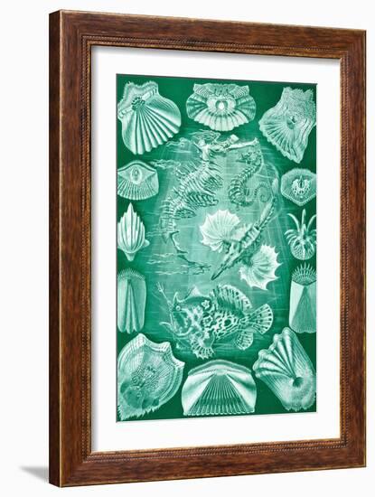 Collection of Teleostei from 'Kunstformen Der Natur', 1899-Ernst Haeckel-Framed Giclee Print