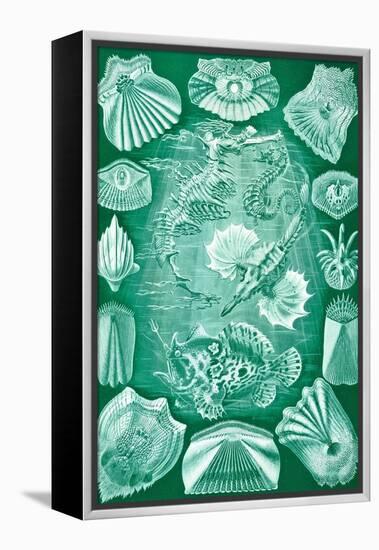 Collection of Teleostei from 'Kunstformen Der Natur', 1899-Ernst Haeckel-Framed Premier Image Canvas