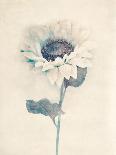 Floral Finds - Gentle-Collezione Botanica-Stretched Canvas