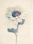 Soft Blooms - Floret-Collezione Botanica-Giclee Print