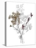 Floral Wild - Eucalyptus-Collezione Botanica-Framed Stretched Canvas