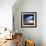 Colliding Galaxies, Artwork-Detlev Van Ravenswaay-Framed Premium Photographic Print displayed on a wall