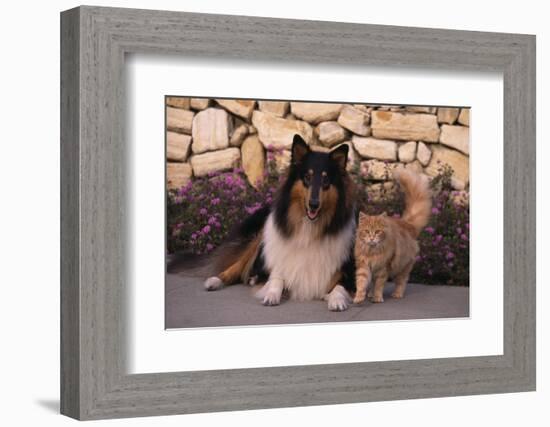 Collie and Yellow Cat on Sidewalk-DLILLC-Framed Photographic Print