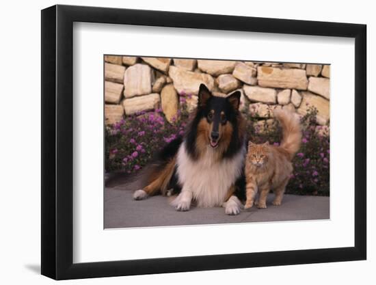Collie and Yellow Cat on Sidewalk-DLILLC-Framed Photographic Print