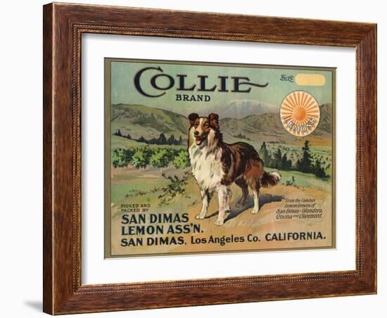Collie Brand - San Dimas, California - Citrus Crate Label-Lantern Press-Framed Art Print