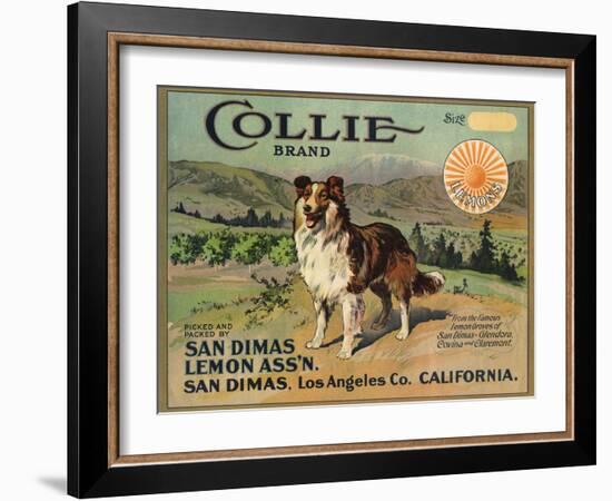 Collie Brand - San Dimas, California - Citrus Crate Label-Lantern Press-Framed Art Print