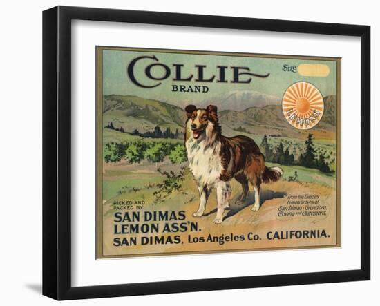 Collie Brand - San Dimas, California - Citrus Crate Label-Lantern Press-Framed Art Print