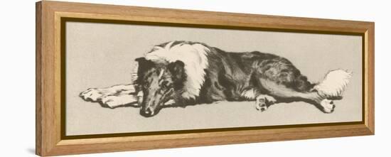 Collie Dog Relaxes-Cecil Aldin-Framed Premier Image Canvas