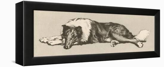 Collie Dog Relaxes-Cecil Aldin-Framed Premier Image Canvas