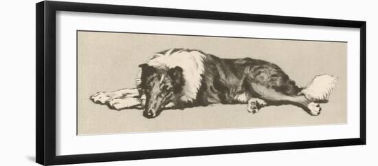 Collie Dog Relaxes-Cecil Aldin-Framed Photographic Print