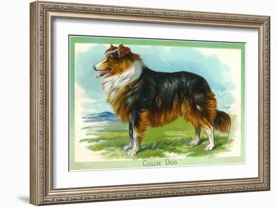 Collie Dog-null-Framed Art Print