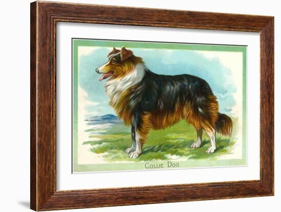 Collie Dog-null-Framed Art Print