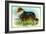 Collie Dog-null-Framed Art Print