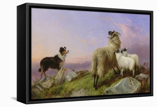 Collie, Ewe and Lambs-Richard Ansdell-Framed Premier Image Canvas