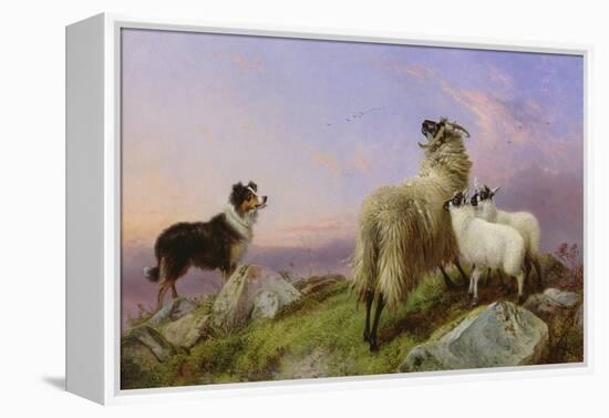 Collie, Ewe and Lambs-Richard Ansdell-Framed Premier Image Canvas