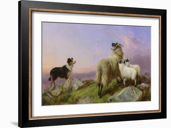 Collie, Ewe and Lambs-Richard Ansdell-Framed Giclee Print