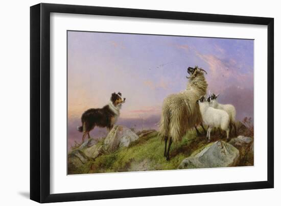 Collie, Ewe and Lambs-Richard Ansdell-Framed Giclee Print