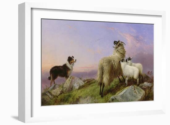 Collie, Ewe and Lambs-Richard Ansdell-Framed Giclee Print