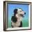 Collie Jud-Karie-Ann Cooper-Framed Giclee Print