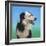 Collie Jud-Karie-Ann Cooper-Framed Giclee Print