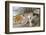 Collie, Old English Sheep Dog and Smooth Collie-null-Framed Photographic Print