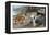 Collie, Old English Sheep Dog, Smooth Collie-Louis Agassiz Fuertes-Framed Stretched Canvas
