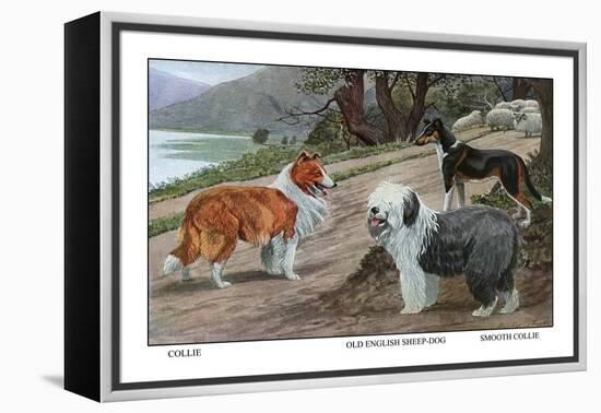 Collie, Old English Sheep Dog, Smooth Collie-Louis Agassiz Fuertes-Framed Stretched Canvas