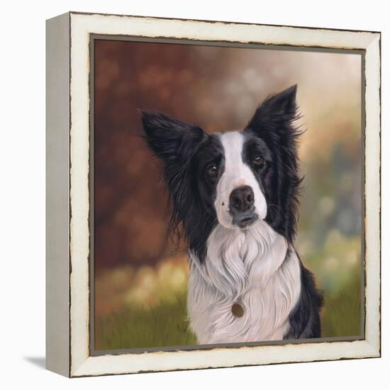 Collie Perdy-Karie-Ann Cooper-Framed Premier Image Canvas