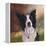 Collie Perdy-Karie-Ann Cooper-Framed Premier Image Canvas