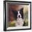 Collie Perdy-Karie-Ann Cooper-Framed Giclee Print