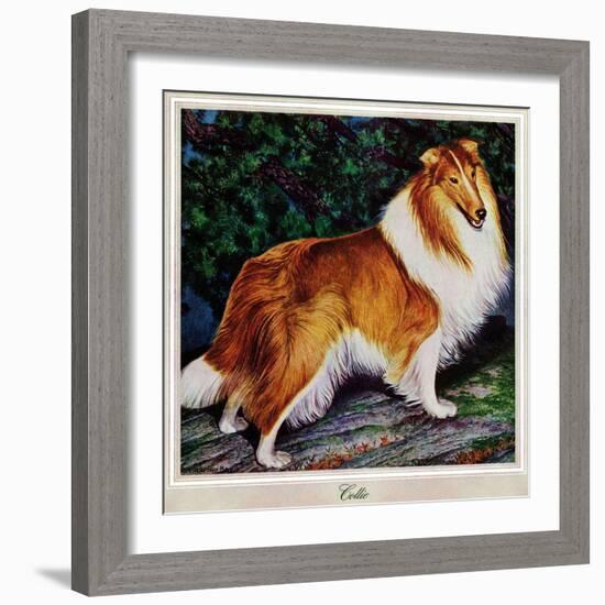 "Collie," September 11, 1943-Rutherford Boyd-Framed Giclee Print