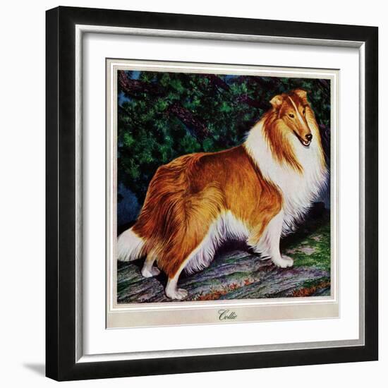 "Collie," September 11, 1943-Rutherford Boyd-Framed Giclee Print