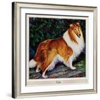 "Collie," September 11, 1943-Rutherford Boyd-Framed Giclee Print