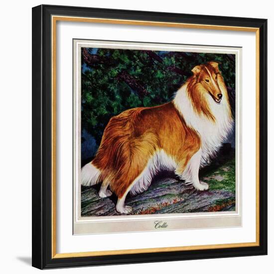 "Collie," September 11, 1943-Rutherford Boyd-Framed Giclee Print