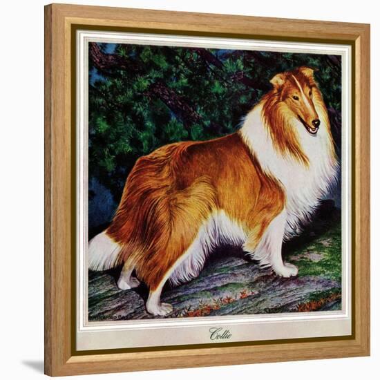 "Collie," September 11, 1943-Rutherford Boyd-Framed Premier Image Canvas