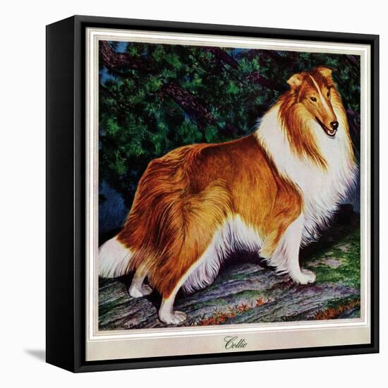 "Collie," September 11, 1943-Rutherford Boyd-Framed Premier Image Canvas